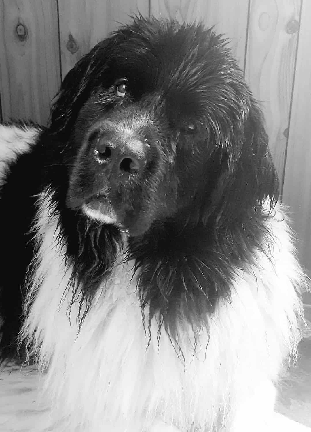 Portraits de chiens en métal personnalisés