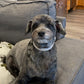 Portraits de chiens en métal personnalisés