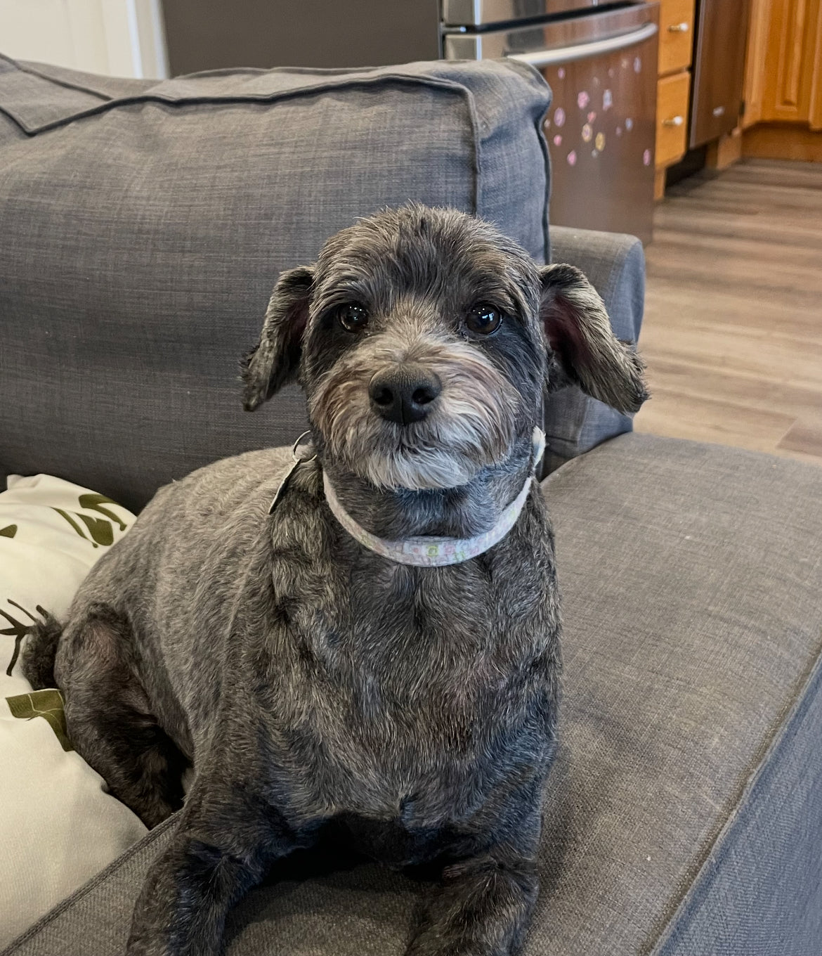 Portraits de chiens en métal personnalisés