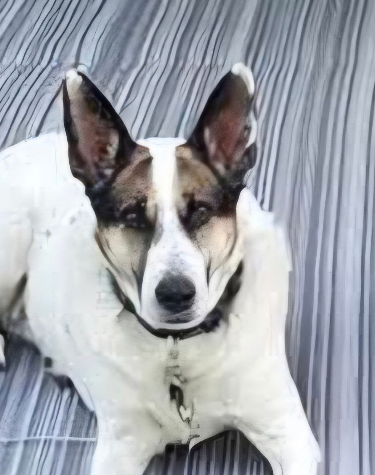 Portraits de chiens en métal personnalisés