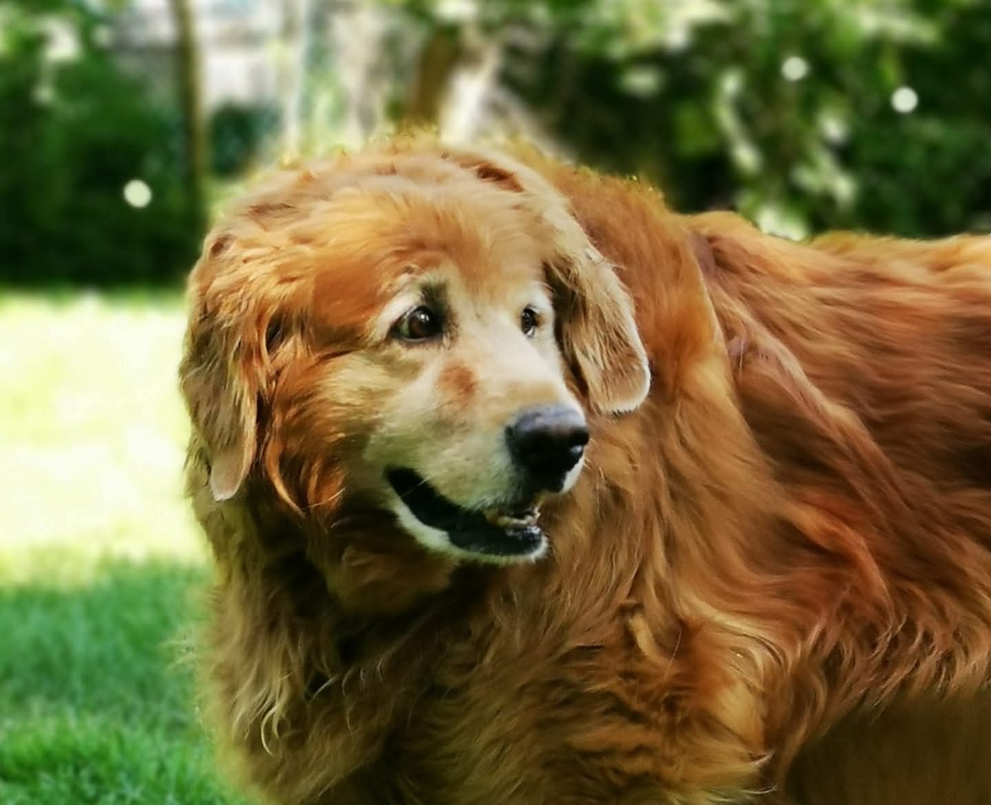 Portraits de chiens en métal personnalisés