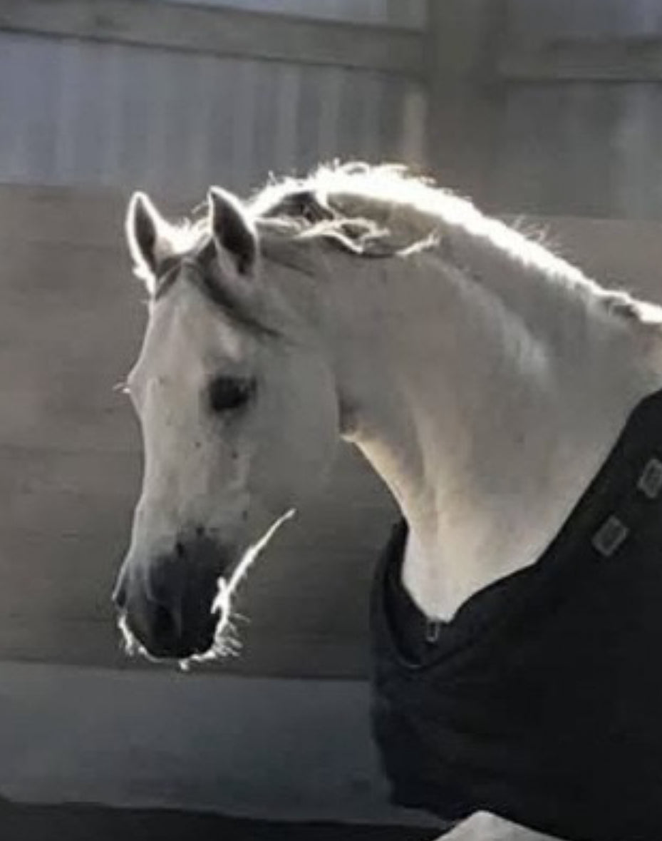 Custom Metal Horse Portraits