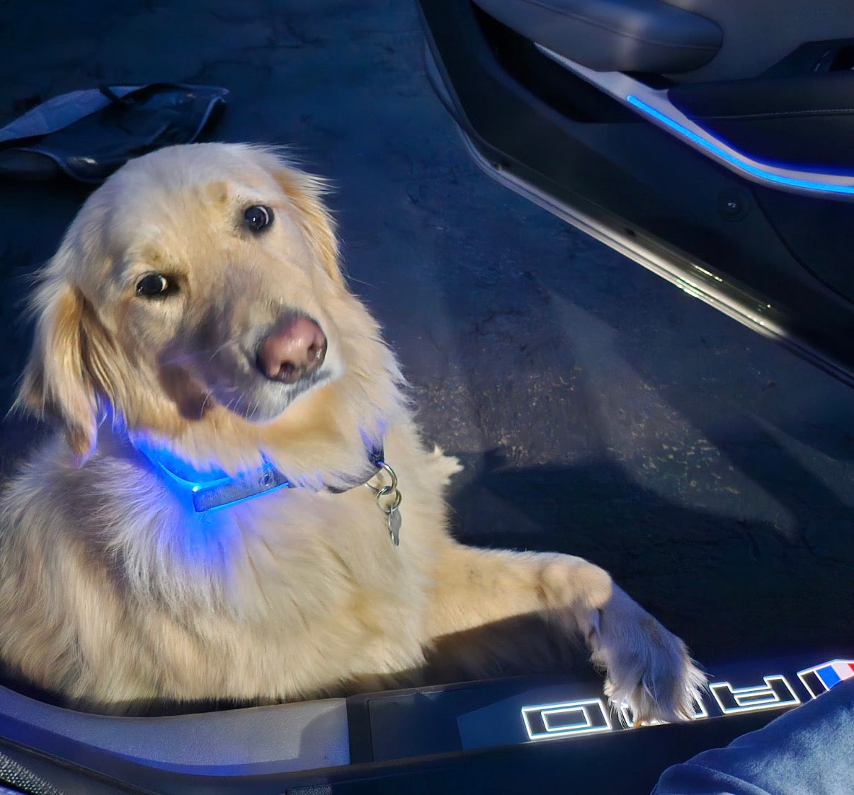 Portraits de chiens en métal personnalisés